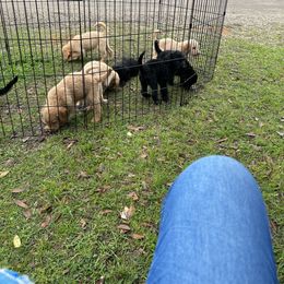 Labradoodle and Poodle Puppies from Hades Flame Kennel
