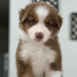 Victor (Blue) - Red tri-color male Australian Shepherd puppy in Navasota, Texas from Triple MMM Kennel