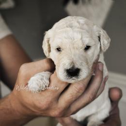 Goldendoodle Puppies from Wildflower Doodles