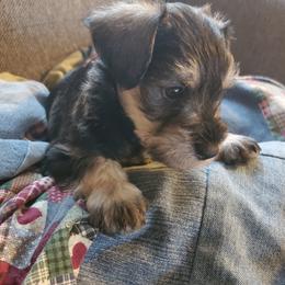 Teddy - Salt and pepper male Miniature Schnauzer puppy in Richardton, North Dakota from Crooked Tree Ranch