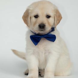 Golden Retriever Puppies from Valley County Goldens