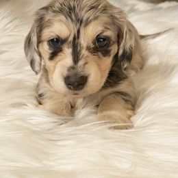 Dachshund Puppies from KR Mini Daschunds