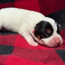 Masked Girl - Tri-color female Jack Russell Terrier puppy in Yakima County, Washington from Saddle Rock Kennels