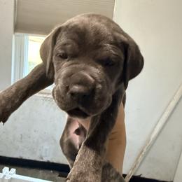 Gray - Gray male Cane Corso puppy in Sullivan, Missouri from Midwest Cane Corso in Action