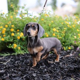 Bluey - Dachshund