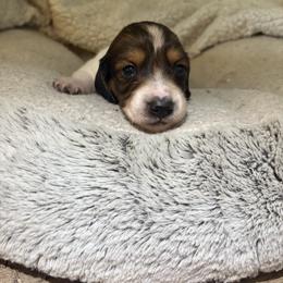 Owl - Piebald male Dachshund puppy in Vancouver, Washington from Cascade Minis