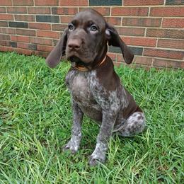 Dove - Liver roan female German Shorthaired Pointer puppy in Elberta, Alabama from Old Orchard Farm