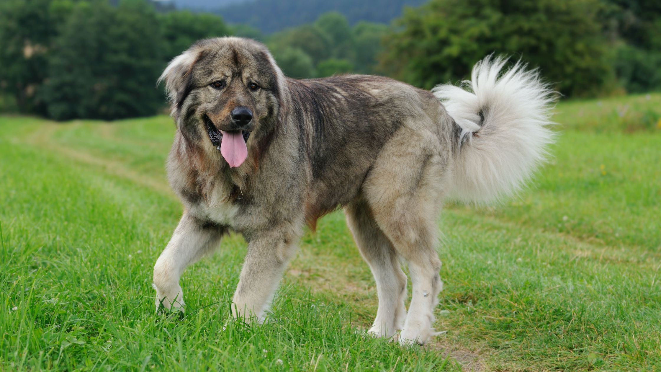 Caucasian store australian shepherd