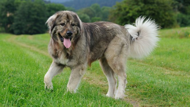 Caucasian Shepherd Dog