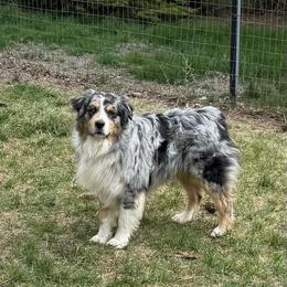 Remi - Blue merle male Australian Shepherd puppy in Ellensburg, Washington from Creekside Aussies