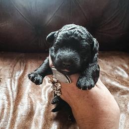 Noel - Black and white female Bernedoodle puppy in Shingle Springs, California from Kindred Oak Goldendoodles