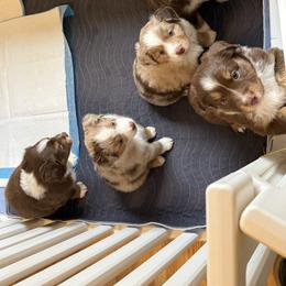 Miniature Australian Shepherd Puppies from Higher Elevations Mini Aussies
