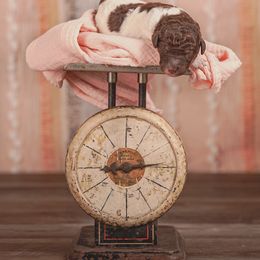 Poodle Puppies from Setting the Standard Poodles