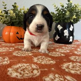 Dasani - Piebald female Dachshund puppy in Temecula, California from Naomi Magee's Dachshund Kennel
