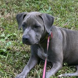 Lady  - American Bully