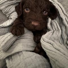 Boykin Spaniel Puppies from Drakes Creek Boykins LLC