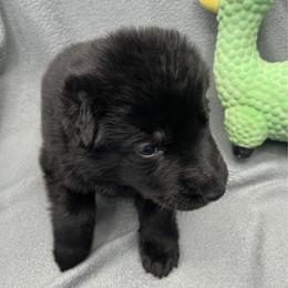 Girl 2-aqua - Black female German Shepherd puppy in Sharon Grove, Kentucky from Julie’s Shepherds
