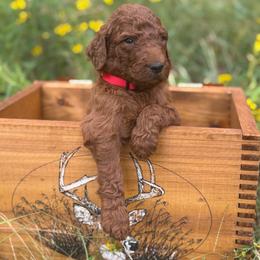 Red Male - Red  male Goldendoodle puppy in Buna, Texas from 7Lands Farm + Ranch