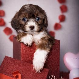 Piper - Brown and white female Cockapoo puppy in Griffin, Georgia from Rawls Lovely Little Tots