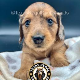 Eloise - Dapple female Dachshund puppy in Houston, Texas from Texas Regal Dachshunds LLC