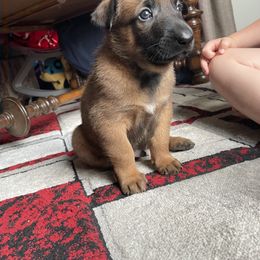 Belgian Malinois Puppies from Pyrex Kennels