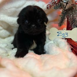 Bluey - Black male Pekingese puppy in Elgin, South Carolina from Silver Bells Paw Prints