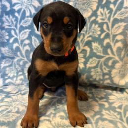 Francesca - Black and rust female Doberman Pinscher puppy in Coplay, Pennsylvania from By My Side Germans Shepherds & Dobermans