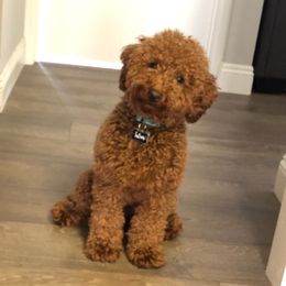 Ralph - Goldendoodle