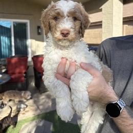 Mikey - Parti male Goldendoodle puppy in Mesa, Arizona from Schmidt’s Doxies N Doodles