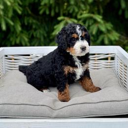 Tilly - Tri-color female Bernedoodle puppy in Bremen, Indiana from Farmland Doodles