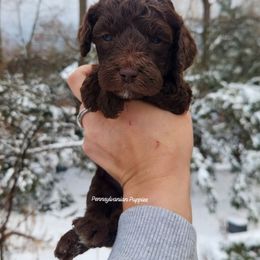 Hazelnut - Chocolate female Goldendoodle puppy in Pennsylvania from Pennsylvanian Puppies