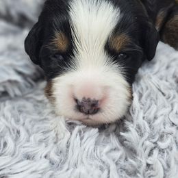Bernedoodle, Bernese Mountain Dog, Cavapoo, Goldendoodle, and Poodle Puppies from Happy Valley Puppies