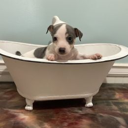 Blue tri piebald - Blue and white male Teddy Roosevelt Terrier puppy in Russellville, Kentucky from Mud-E Acres Kennel