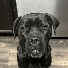 Zara - Cane Corso