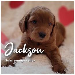 Goldendoodle Puppies from Stacy Warwick