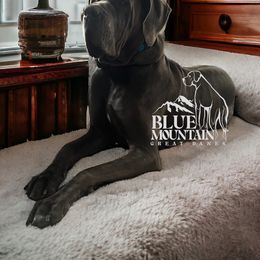 Great Dane Puppies from Blue Mountain Great Danes LLC