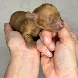 Nutmeg - Red male Dachshund puppy in Homestead, Florida from Redland Dachshund Grove