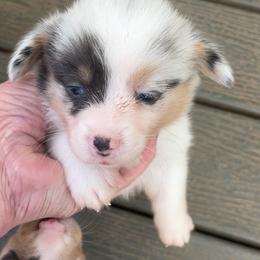 Girl 1 - Blue female Pembroke Welsh Corgi puppy in Moundville, Alabama from Cartee Corgis - Debi Cartee Mills