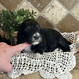 Mary Grace - Tri-color female Bernedoodle puppy in Bells, North Carolina from Neighborhood Poodles & Doodles