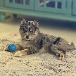 Armus - Merle Pomsky puppy in Tampa, Florida from Proper Rose Pomskies