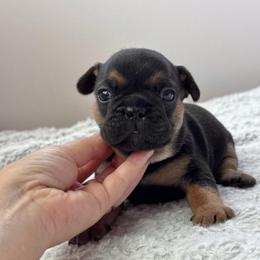 Boy 1 - Black and tan male French Bulldog puppy in Scobey, Montana from Hi-Line Frenchies