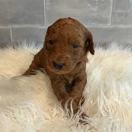 Daisy - Red  female Goldendoodle puppy in Pine Grove, California from Lundee Doodles