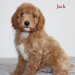 JACK - male Cavapoochon puppy in Fredericksburg, Ohio from Timshell Farm Specialty Crossbreed Puppies