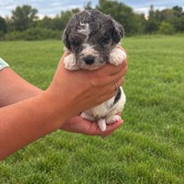 Crockett - Black and white male Aussiedoodle puppy in Hudson, Michigan from Haas Pawz