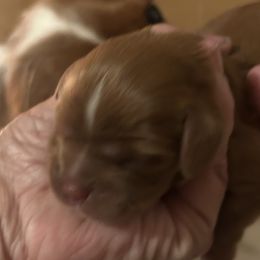 Cavalier King Charles Spaniel All Grown Up from Cutie Pie Cavaliers