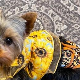 Yorkshire Terriers from Campocalipups