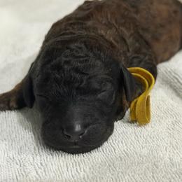 Gingerbread (yellow) - Brindle male Poodle puppy in Troy, Alabama from Redmond Rose Kennel