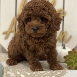 Turbo - Red  male Poodle puppy in Lagrange, Indiana from Heavn Sent Acres