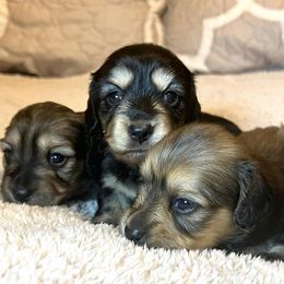 Dachshunds from Twisted Rose Mini Doxies