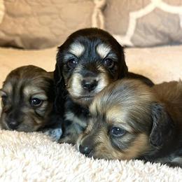 Dachshunds from Twisted Rose Mini Doxies